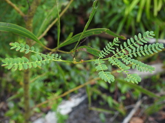 Acacia attenuata