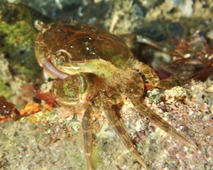 Hemigrapsus takanoi