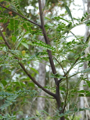 Acacia attenuata