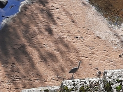 Ardea cinerea