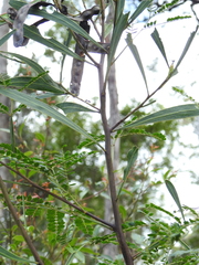 Acacia attenuata