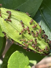 Crematogaster castanea castanea