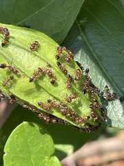 Crematogaster castanea castanea