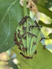 Crematogaster castanea castanea