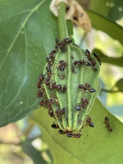Crematogaster castanea castanea