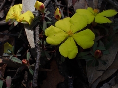 Hibbertia diffusa