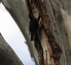 Cormobates leucophaea