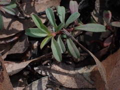 Hibbertia diffusa