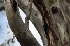 Cormobates leucophaea