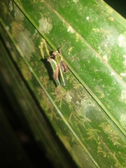 Scaria