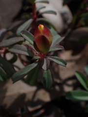 Hibbertia diffusa