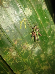 Scaria