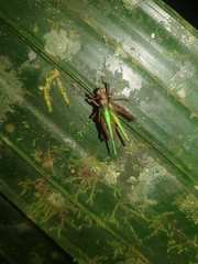 Scaria