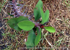Euphorbia milii