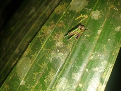 Scaria