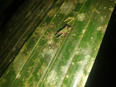 Scaria