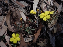 Hibbertia diffusa