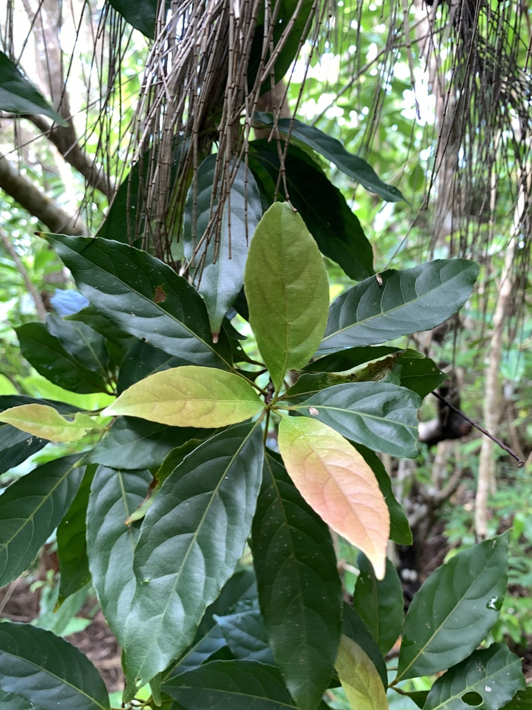 Elaeocarpus argenteus