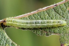 Euura bipartita