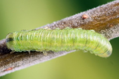 Euura bipartita