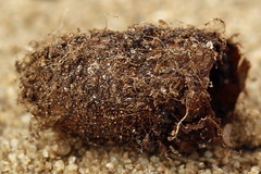 Euura bipartita