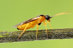 Euura bipartita