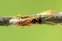 Euura bipartita