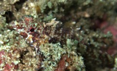 Enneapterygius atrogulare