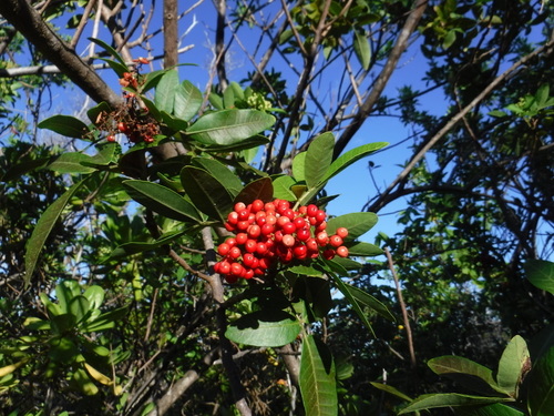 Schinus terebinthifolia observed 2021-10-21