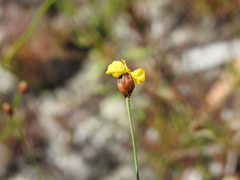 Xyris juncea