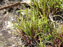 Xyris juncea
