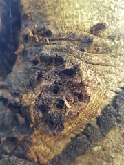 Andricus quercuscorticis