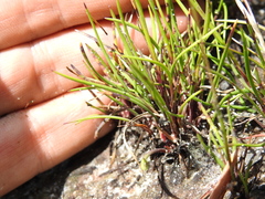 Xyris juncea