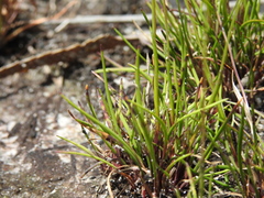 Xyris juncea