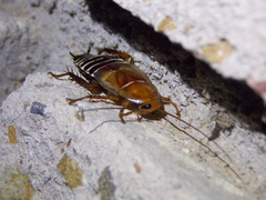 Temnopteryx phalerata