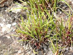 Xyris juncea