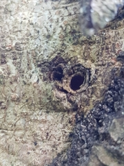 Andricus quercuscorticis