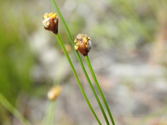 Xyris juncea