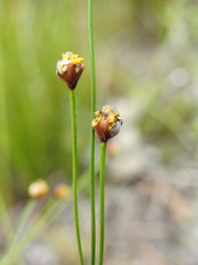 Xyris juncea