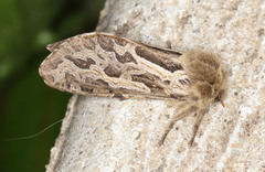 Oncopera fasciculatus