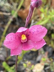 Thelymitra × irregularis