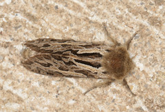Oncopera fasciculatus