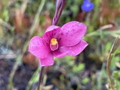 Thelymitra × irregularis