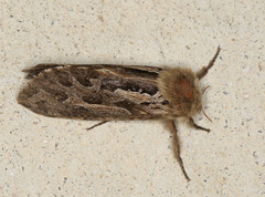 Oncopera fasciculatus