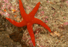 Fromia polypora