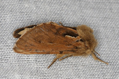 Oncopera fasciculatus