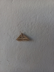 Chiasmia subcurvaria