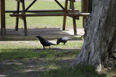 Corvus orru