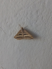 Chiasmia subcurvaria