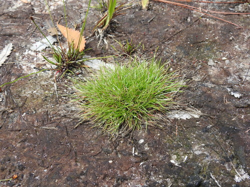 Fimbristylis pauciflora iNat (2)